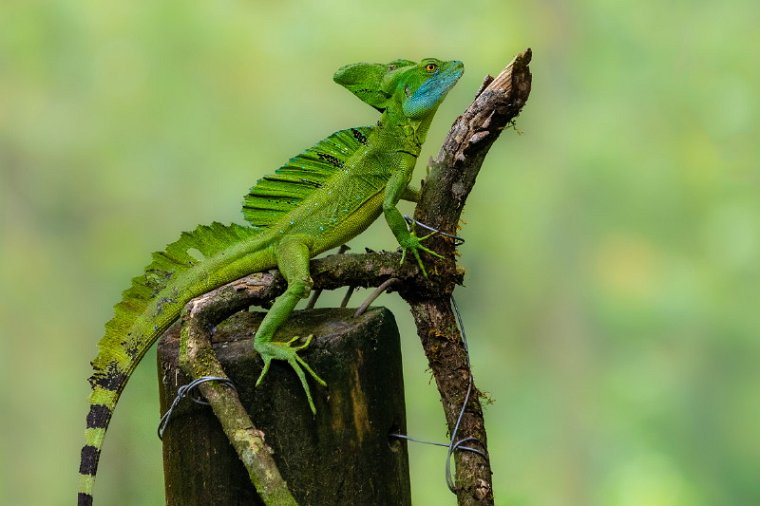 171 Sarapiqui, groene helmbasilisk.jpg